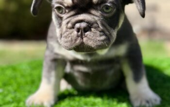 Compact Male French Bulldog – Well-Started, Sweet