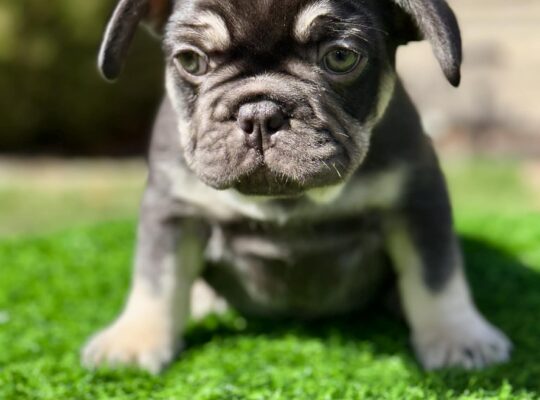 Compact Male French Bulldog – Well-Started, Sweet