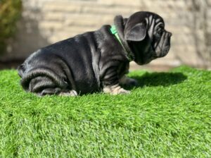 Thick, Compact Male French Bulldog