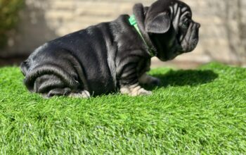Thick, Compact Male French Bulldog