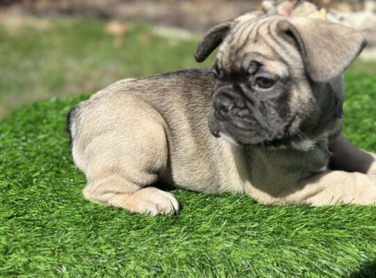 Well-Started French Bulldog Puppies Family Raised