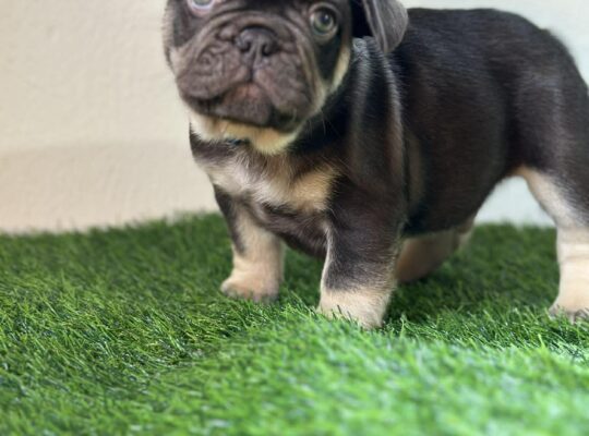 Compact Male French Bulldog – Well-Started, Sweet