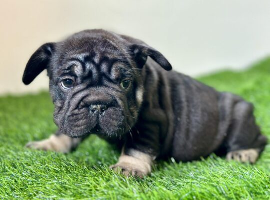 Thick, Compact Male French Bulldog