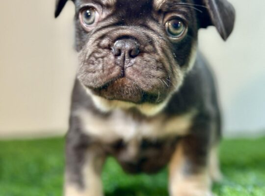 Compact Male French Bulldog – Well-Started, Sweet