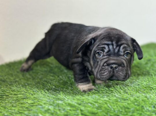 Thick, Compact Male French Bulldog
