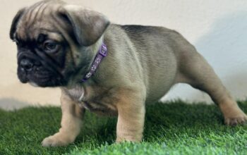 Well-Started French Bulldog Puppies Family Raised