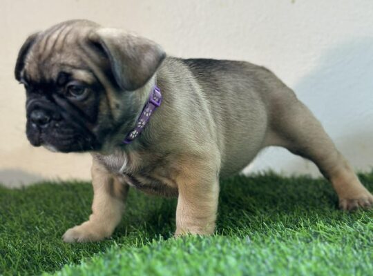 Well-Started French Bulldog Puppies Family Raised