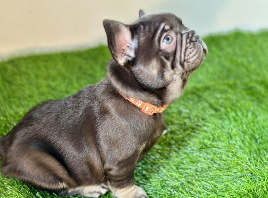 Adorable Male French Bulldog Sweet Personality!