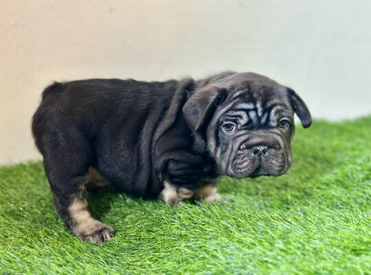 Thick, Compact Male French Bulldog