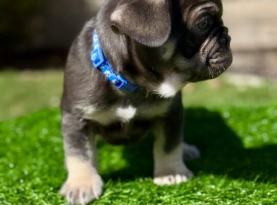 Compact Male French Bulldog – Well-Started, Sweet
