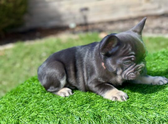 Adorable Male French Bulldog Sweet Personality!