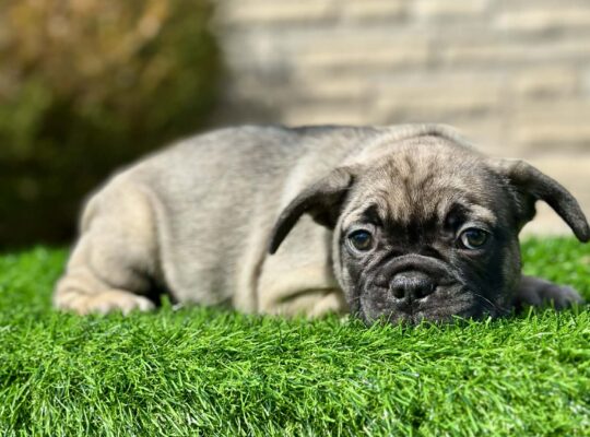 Well-Started French Bulldog Puppies Family Raised