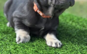 Adorable Male French Bulldog Sweet Personality!