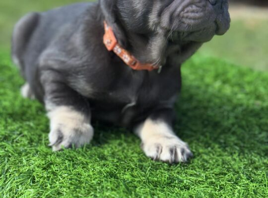 Adorable Male French Bulldog Sweet Personality!