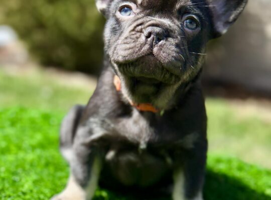 Adorable Male French Bulldog Sweet Personality!