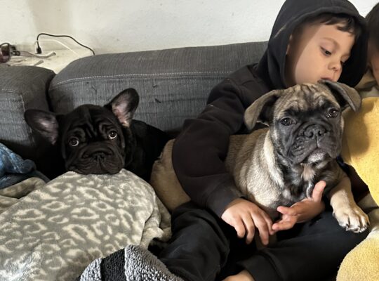 Well-Started French Bulldog Puppies Family Raised