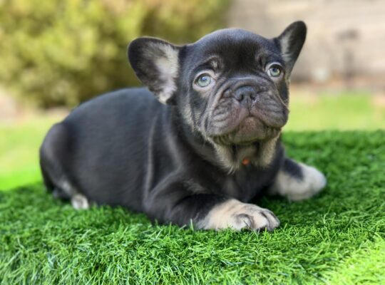 Adorable Male French Bulldog Sweet Personality!