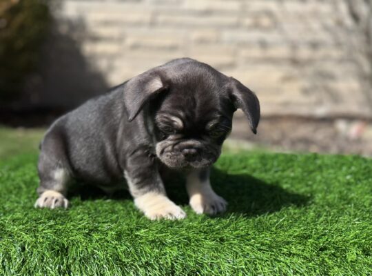 Compact Male French Bulldog – Well-Started, Sweet