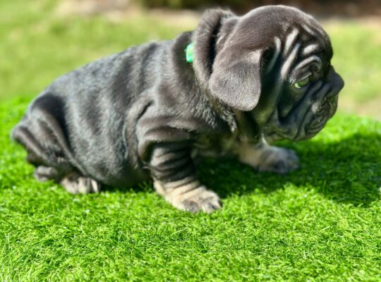 Thick, Compact Male French Bulldog