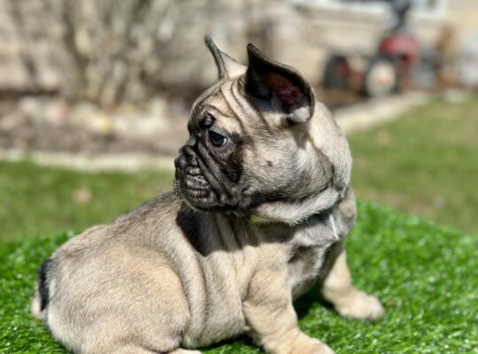 Well-Started French Bulldog Puppies Family Raised